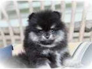 Pomeranian Puppy for sale in Bristow, VA, USA