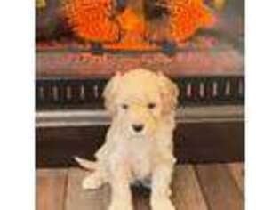 Cavapoo Puppy for sale in Derby, KS, USA
