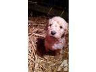 Goldendoodle Puppy for sale in EVERETT, PA, USA