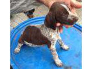 German Shorthaired Pointer Puppy for sale in Alice, TX, USA