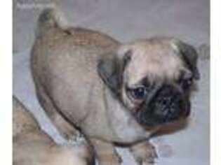 Pug Puppy for sale in Zanesville, OH, USA