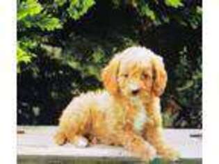 Goldendoodle Puppy for sale in Valley Stream, NY, USA