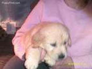 Mutt Puppy for sale in Enfield, CT, USA
