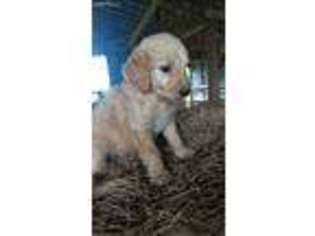 Labradoodle Puppy for sale in Killen, AL, USA