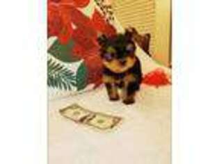 Yorkshire Terrier Puppy for sale in Dallas, TX, USA