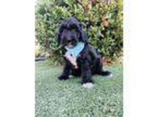 Old English Sheepdog Puppy for sale in Menifee, CA, USA