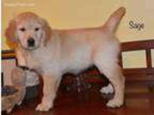 Golden Retriever Puppy for sale in Fayetteville, AR, USA