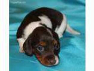 Dachshund Puppy for sale in Weimar, TX, USA