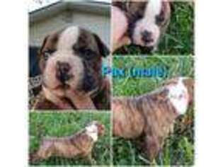 American Bulldog Puppy for sale in Uniontown, KS, USA