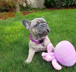 French Bulldog Puppy for sale in Framingham, MA, USA