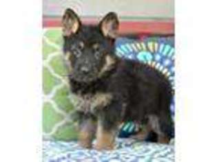 German Shepherd Dog Puppy for sale in Sunbury, PA, USA