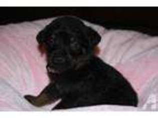 Rottweiler Puppy for sale in FOREST, MS, USA