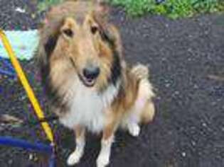 Collie Puppy for sale in Athol, MA, USA