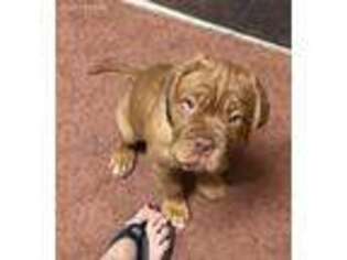American Bull Dogue De Bordeaux Puppy for sale in East Palestine, OH, USA