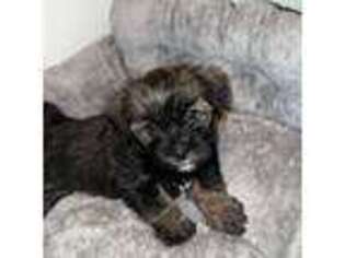 Shorkie Tzu Puppy for sale in Rocky Mount, NC, USA
