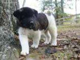 Akita Puppy for sale in New Waverly, TX, USA
