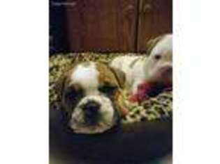 Olde English Bulldogge Puppy for sale in Duluth, MN, USA