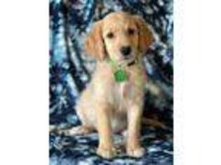 Goldendoodle Puppy for sale in Rogers, AR, USA