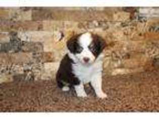 Miniature Australian Shepherd Puppy for sale in Omaha, NE, USA