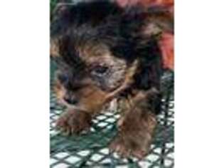 Yorkshire Terrier Puppy for sale in Boise, ID, USA