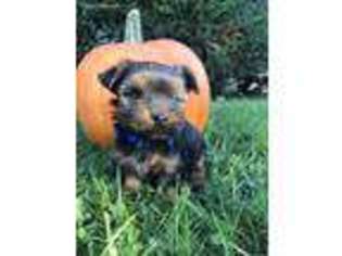 Yorkshire Terrier Puppy for sale in Humboldt, IL, USA