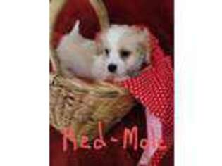 Cavachon Puppy for sale in Odell, NE, USA