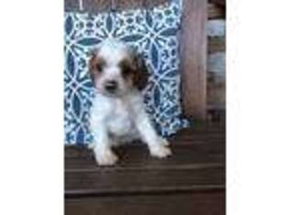 Cavapoo Puppy for sale in Cartersville, GA, USA