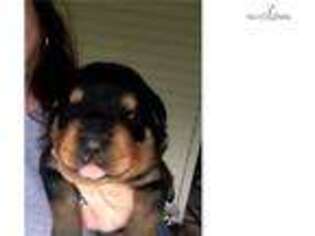 Rottweiler Puppy for sale in Charleston, WV, USA