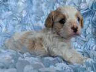 Cavapoo Puppy for sale in Iron Station, NC, USA