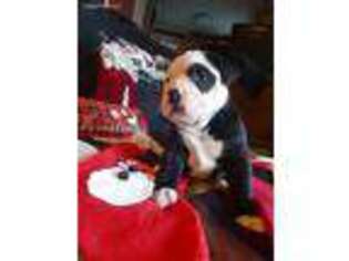 Alapaha Blue Blood Bulldog Puppy for sale in Gastonia, NC, USA