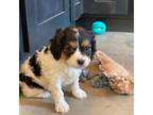 Cavapoo Puppy for sale in Goodman, MO, USA