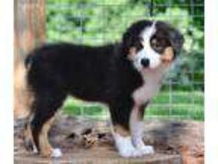 Australian Shepherd Puppy for sale in Homer, GA, USA