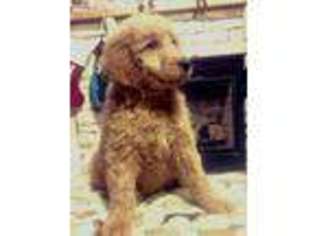 Goldendoodle Puppy for sale in Nicktown, PA, USA