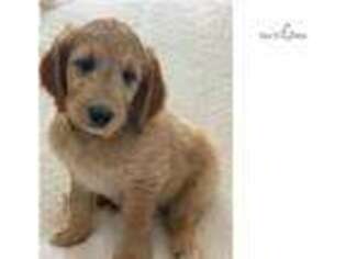 Goldendoodle Puppy for sale in Fort Worth, TX, USA