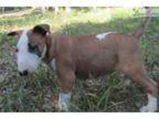 Bull Terrier Puppy for sale in Kirksville, MO, USA