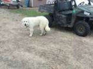 Great Pyrenees Puppy for sale in Boyd, WI, USA