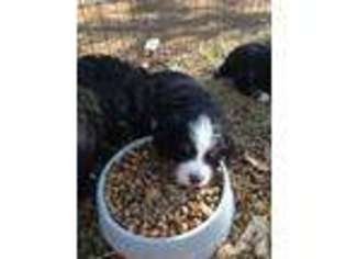 Bernese Mountain Dog Puppy for sale in BURNET, TX, USA
