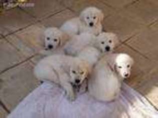 Golden Retriever Puppy for sale in Winchester, CA, USA