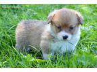 Pembroke Welsh Corgi Puppy for sale in Berkshire, NY, USA