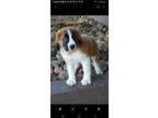 Saint Bernard Puppy for sale in Apple Creek, OH, USA