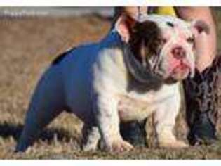 Bulldog Puppy for sale in Sulphur Springs, TX, USA