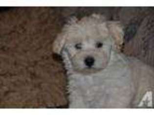 Havanese Puppy for sale in HUDSONVILLE, MI, USA