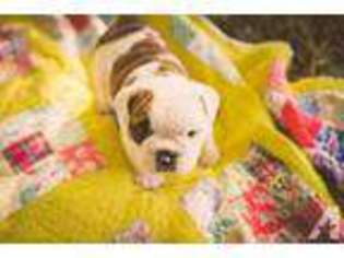Bulldog Puppy for sale in RIDGEFIELD, WA, USA
