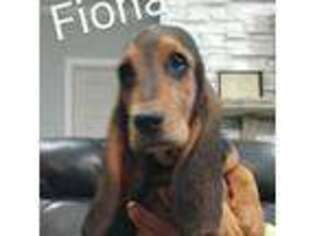 Basset Hound Puppy for sale in Newton Grove, NC, USA