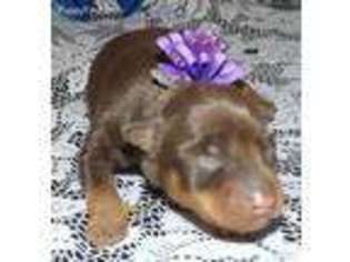 Miniature Pinscher Puppy for sale in Middletown, MO, USA