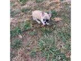 French Bulldog Puppy for sale in New Franklin, MO, USA