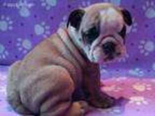 Bulldog Puppy for sale in Madison, WI, USA