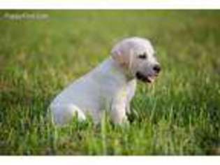 Labrador Retriever Puppy for sale in Okeechobee, FL, USA