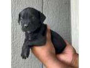 Cane Corso Puppy for sale in Cleveland, TX, USA