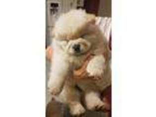 Chow Chow Puppy for sale in Uniontown, OH, USA